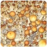 Псилоцибиновые (галлюциногенные)  грибы Psilocybin "Golden Teacher" в Назарово